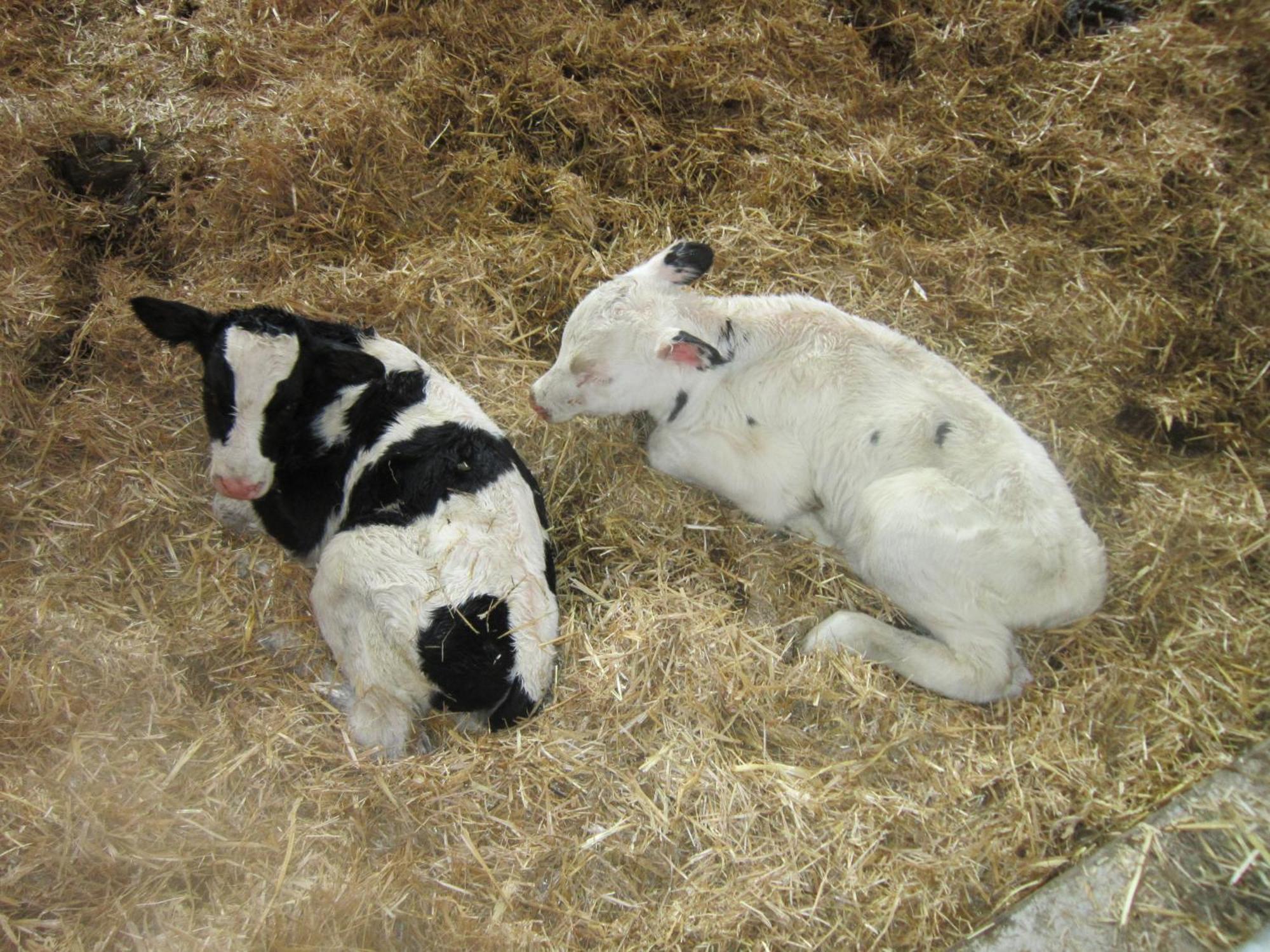 Huettstaedterhof Familie Poetsch Séjour à la ferme *